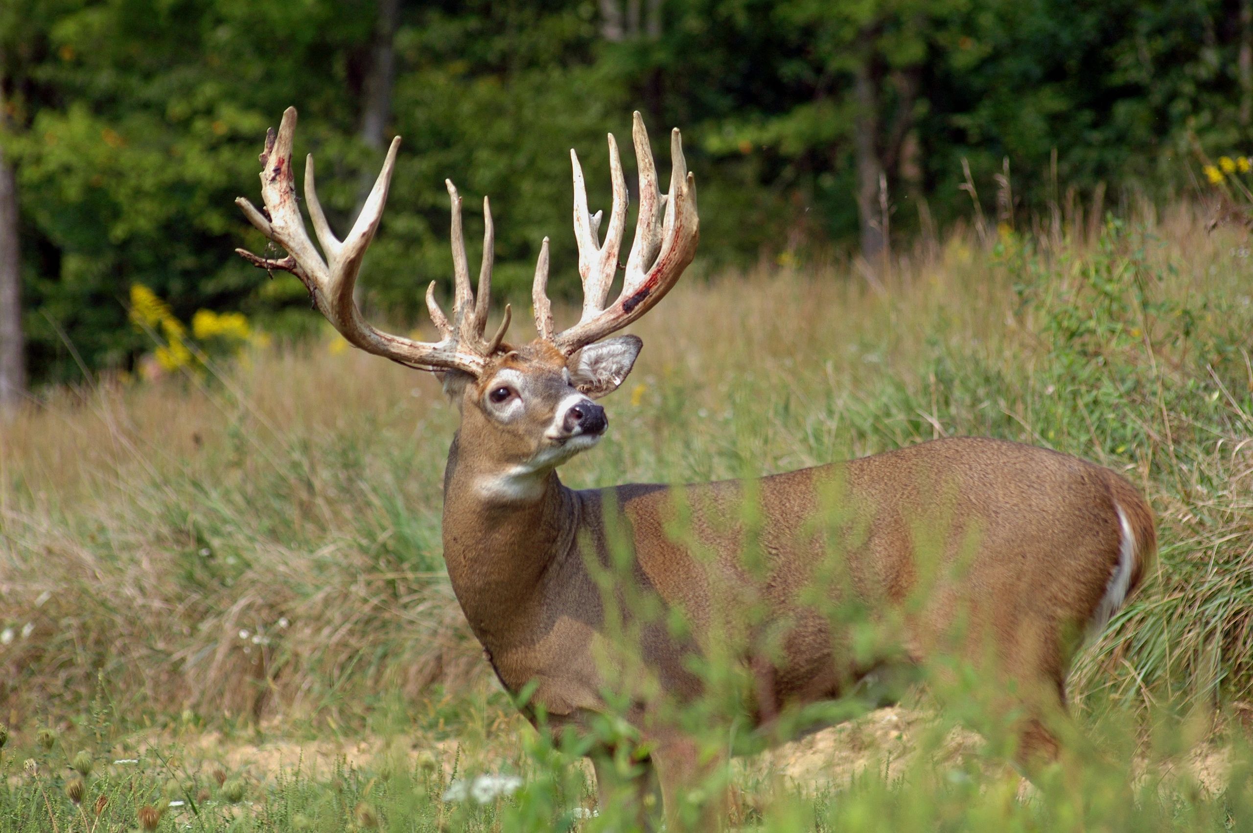 Biggest Whitetail Buck   EDITED 6128 